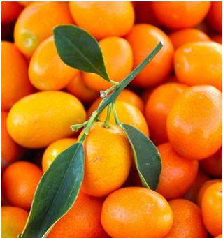 油性头发吃什么好