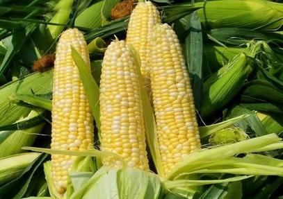 油性头发吃什么好 油性头发吃什么好