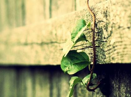 狗年出生的人的命运 属狗的几月出生最好命？