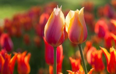 狗年出生的人的命运 属狗的几月出生最好命？