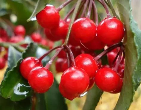 美容祛斑养颜的方法 美容祛斑养颜的方法