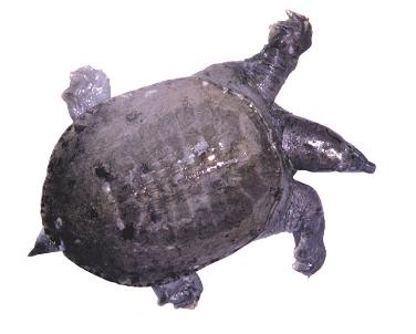 怀孕不能吃什么