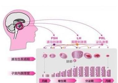 排卵期的计算方法