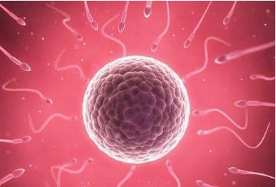 排卵期的计算方法