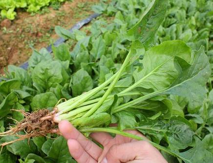 孕妇不能吃的食物 孕妇不能吃的食物