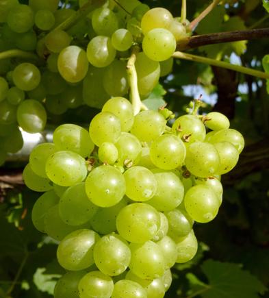 吃什么水果美白皮肤