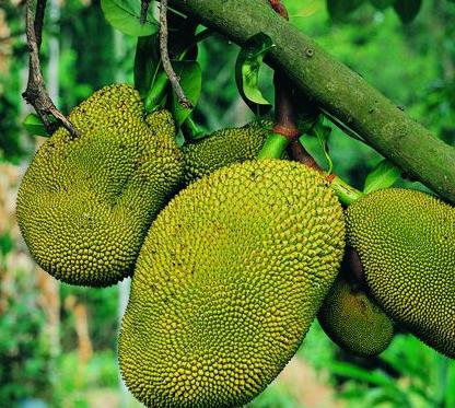 菠萝蜜的营养价值 哪些人不能吃菠萝蜜 菠萝蜜的营养价值 哪些人不能吃菠萝蜜