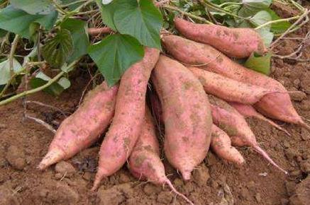 皮肤黑吃什么食物变白 皮肤黑吃什么食物变白