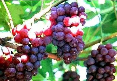 痘痘怎么消除?常吃这7种食物有效祛痘 痘痘怎么消除?常吃这7种食物有效祛痘