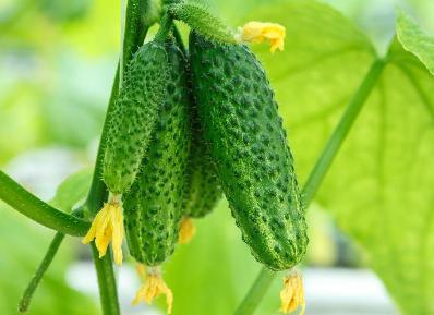 痘痘怎么消除?常吃这7种食物有效祛痘 痘痘怎么消除?常吃这7种食物有效祛痘