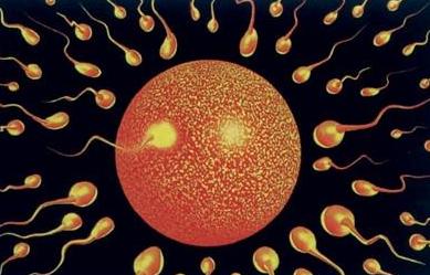 受精卵着床需要几天 受精卵着床需要几天