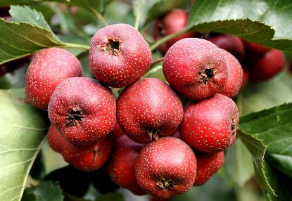 糖尿病能吃什么水果