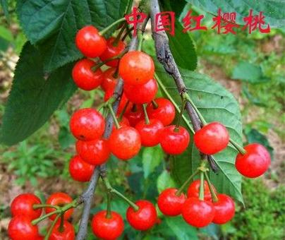 车厘子和樱桃的区别 车厘子和樱桃的区别