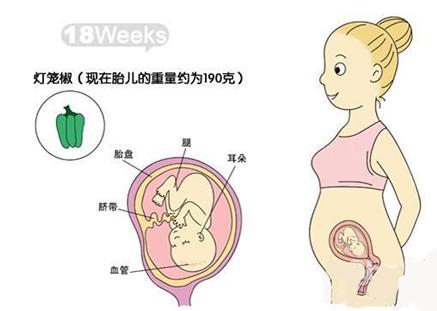怀孕五个月肚子有多大 怀孕五个月肚子有多大