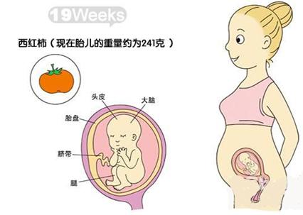怀孕五个月肚子有多大 怀孕五个月肚子有多大
