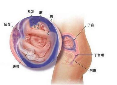 怀孕五个月肚子有多大