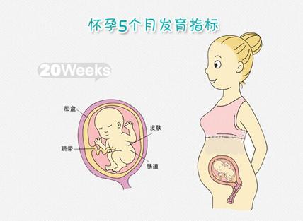 怀孕五个月肚子有多大 怀孕五个月肚子有多大