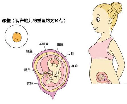 【怀孕三个月】怀孕三个月胎儿发育图及注意事项