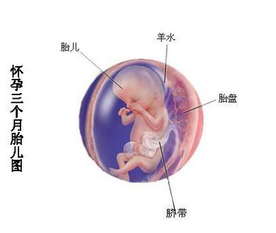 【怀孕三个月】怀孕三个月胎儿发育图及注意事项