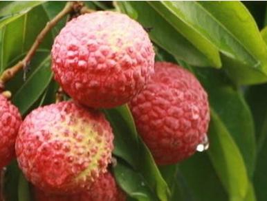 孕妇能吃荔枝吗