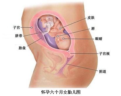 怀孕六个月胎儿图
