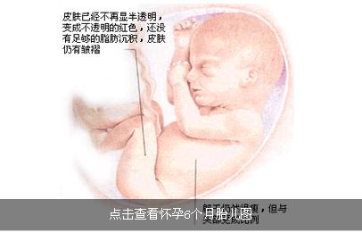 怀孕六个月胎儿图