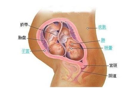 【双胞胎的形成】同卵和异卵双胞胎怎样形成的 【双胞胎的形成】同卵和异卵双胞胎怎样形成的