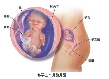 怀孕五个月男胎儿图 怀孕五个月男胎儿图