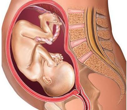 怀孕五个月男胎儿图 怀孕五个月男胎儿图