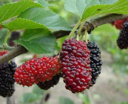 孕妇可以吃桑葚吗