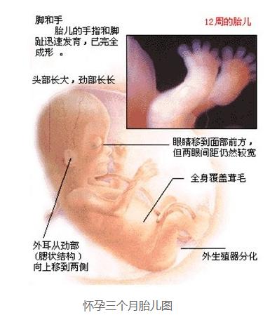 怀孕三个月男胎儿图 怀孕三个月男胎儿图
