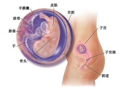 怀孕三个月男胎儿图 怀孕三个月男胎儿图