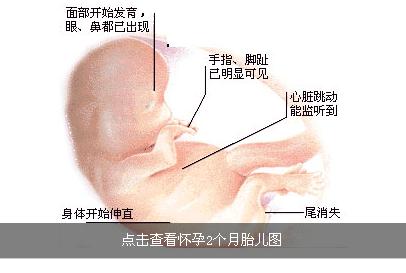 怀孕两个月的症状 怀孕两个月的症状