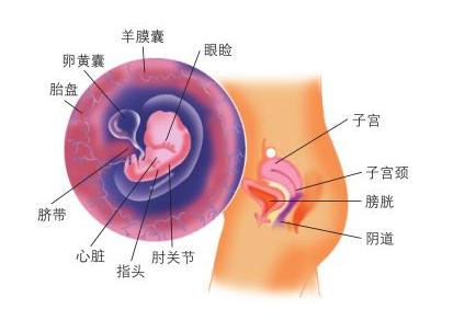 怀孕两个月的症状 怀孕两个月的症状