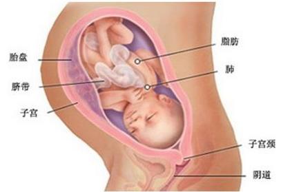 胎儿入盆后多久会生
