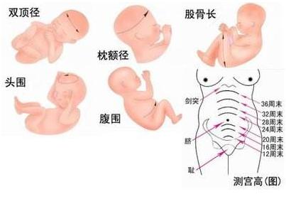【胎儿双顶径标准值】不同孕周胎儿双顶径标准