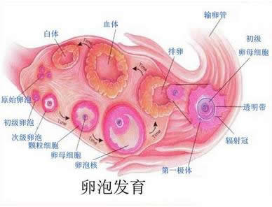促进卵泡发育的食物 促进卵泡发育的食物
