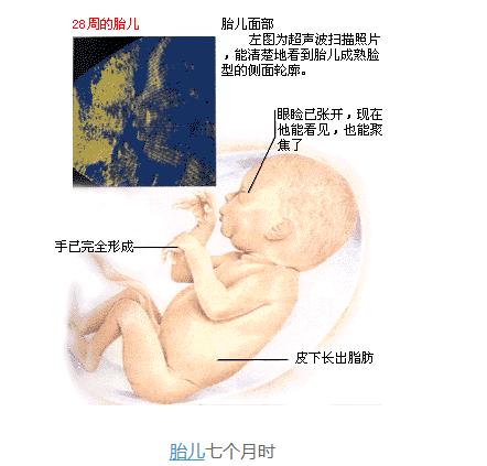 怀孕七个月胎儿图