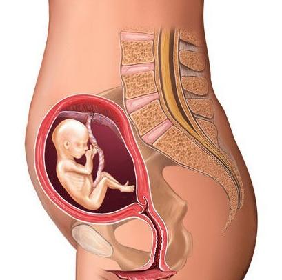 怀孕七个月胎儿图