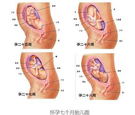 怀孕七个月胎儿图