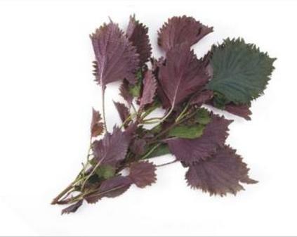 紫苏叶的功效与作用 紫苏叶的功效与作用