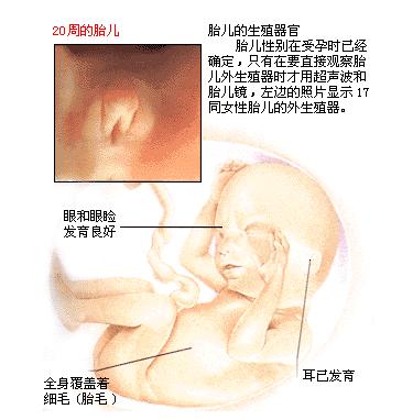 怀孕五个月胎儿图