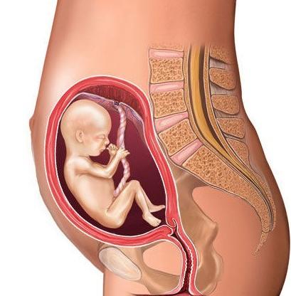 怀孕五个月胎儿图