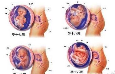 怀孕五个月胎儿图