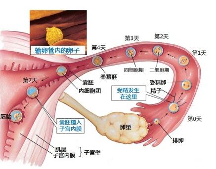 早孕试纸多久能测出来 早孕试纸多久能测出来