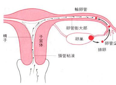 输卵管堵塞的症状 输卵管堵塞的症状