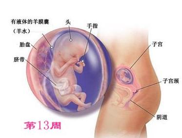 怀孕4个月肚子有多大