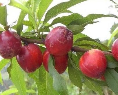 孕妇可以吃李子吗 孕妇可以吃李子吗