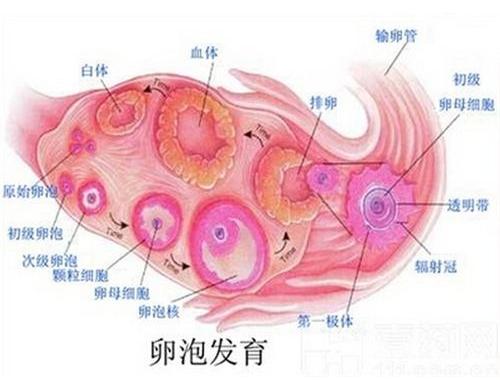 卵细胞存活时间 卵细胞存活时间