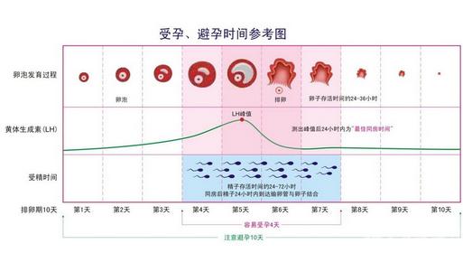 排卵试纸强阳后多久排卵 排卵试纸强阳后多久排卵